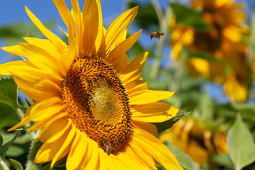 Pszczoła leci do kwiatu słonecznika