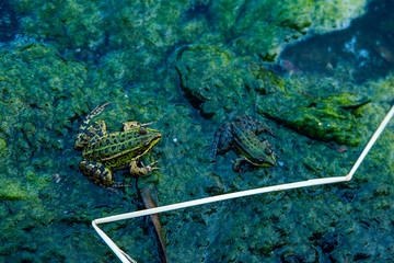 Frog in the dirty pond water of a lake