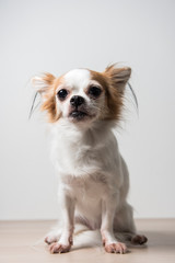 chihuahua puppy on white background