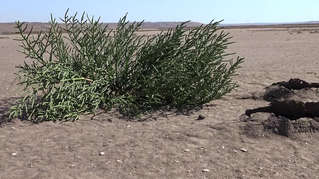 Salicornia europaea, known as common glasswort or just glasswort, is a halophytic annual dicot which grows in various zones of intertidal salt marshes. Kuyalnik Estuary, Ukraine