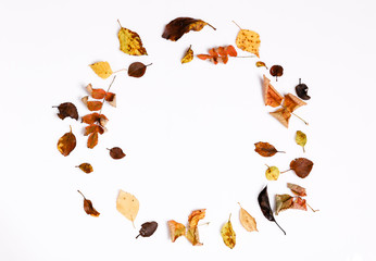 Autumn composition.Frame made of autumn dry multi-colored leaves and berries of chokeberry on white background.
