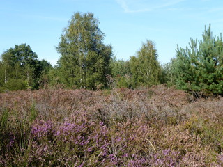 Obraz premium Heidelandschaft