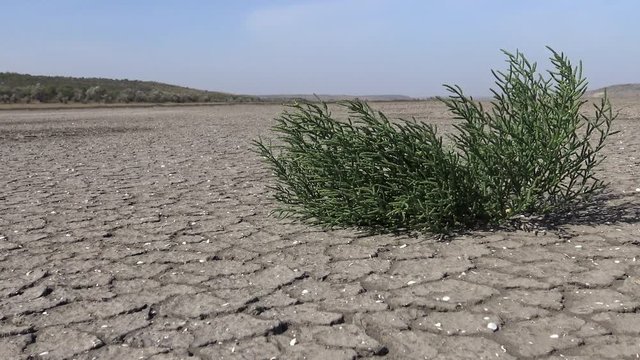 Salicornia europaea, known as common glasswort or just glasswort, is a halophytic annual dicot which grows in various zones of intertidal salt marshes. Kuyalnik Estuary, Ukraine