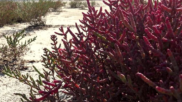 Salicornia europaea, known as common glasswort or just glasswort, is a halophytic annual dicot which grows in various zones of intertidal salt marshes. Kuyalnik Estuary, Ukraine