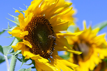 Pszczoła leci przodem do kamery w tle kwiat słonecznika - obrazy, fototapety, plakaty