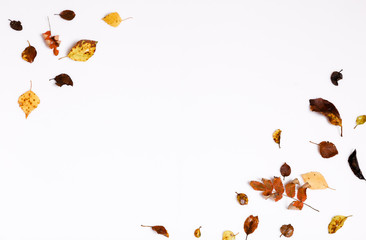 Autumn composition.Frame made of autumn dry multi-colored leaves and berries of chokeberry on white background.