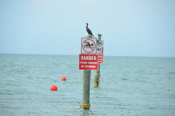 Danger signs from strong currents and birds in Florida