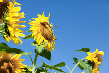 Dwie pszczoły latają koło kwiatu słonecznika