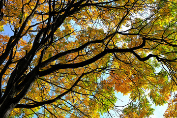 autumn leaves on blue sky