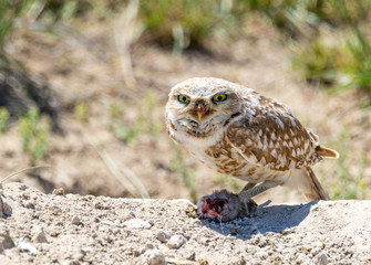 Burrowing Owl