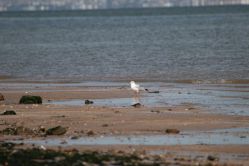 seagulls on the beach