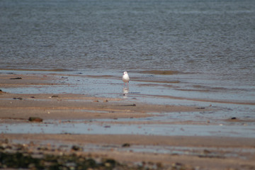 seagull on the beach