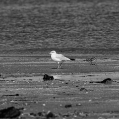 seagull on the beach