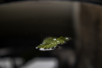 fallen leaves on surface of puddle in autumn 