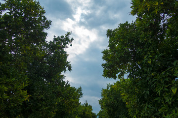 Precioso cielo entre naranjos