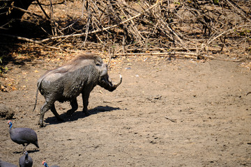 Warthog in Mana Pools National Park, Zimbabwe
