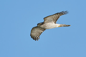Eurasian sparrowhawk (Accipiter nisus)