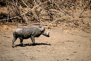 Warthog in Mana Pools National Park, Zimbabwe