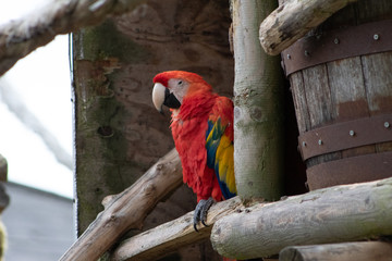 colorful parrot