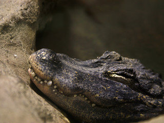 crocodile closeup. crocodile head with beautiful skin texture. side view