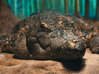 crocodile closeup. crocodile head with beautiful skin texture