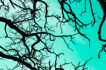 Dry tree branches on sky background halloween
