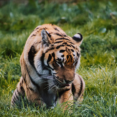 tiger in zoo