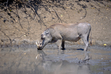 Warthog in Mana Pools National Park, Zimbabwe