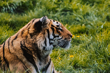 tiger in zoo