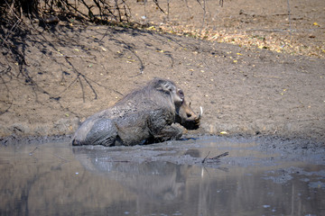 Warthog in Mana Pools National Park, Zimbabwe