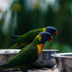rainbow lorikeet in a tree