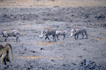 Warthog in Mana Pools National Park, Zimbabwe