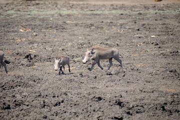 Warthog in Mana Pools National Park, Zimbabwe