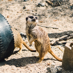meerkat on guard