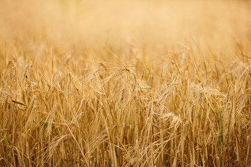 Wheat field. Ears of golden wheat close up.