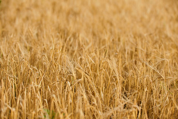 Golden cereal field, agricultural background