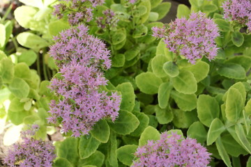 Kwitnący skalniak © Rafa