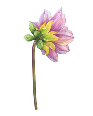 Сloseup pink Dahlia flower. Watercolor hand drawn painting illustration isolated on white background.