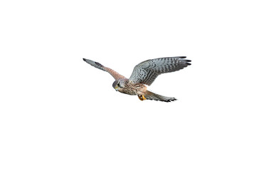 Common kestrel (Falco tinnunculus)