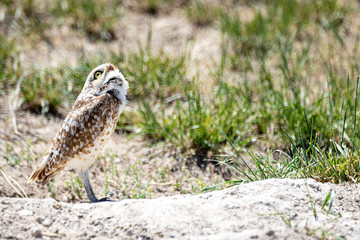 Burrowing Owl