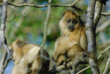 Howler monkeys near La Plata,  Buenos Aires, Argentina. Previously captive, a family of Howler monkeys escaped their cages after a storm destroyed them and were allowed to roam free in the woods.