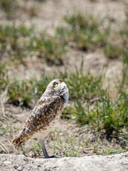 Burrowing Owl