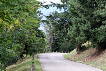 Route sinueuse d'Alsace