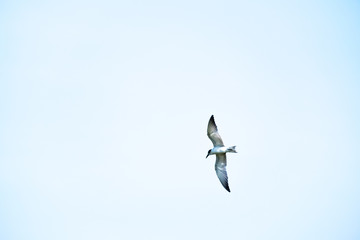Seagull flying