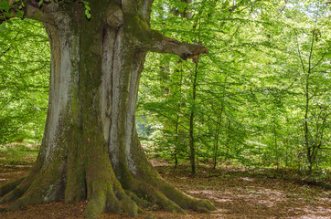 Very old beech in spring in a German nature reserve, called Sababurg; some young beech trees around; morning light