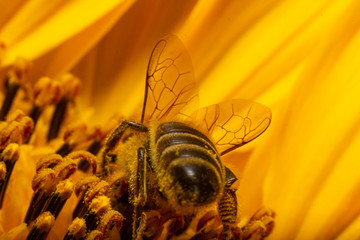 Pszczoła widziana od tyłu z wyraźnymi żyłkami na skrzydłach