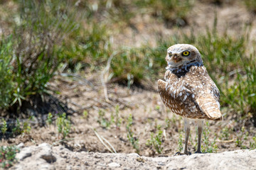 Burrowing Owl