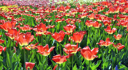field of tulips