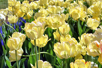 yellow tulips in garden