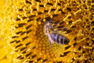 Pszczoła na słoneczniku widziana od tyłu
